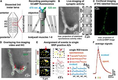 Spontaneous neurotransmission at evocable synapses predicts their responsiveness to action potentials